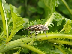 Cyphocleonus armitagei