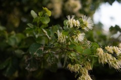 Pithecellobium unguis-cati