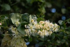 Pithecellobium unguis-cati