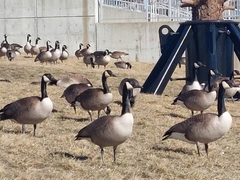 Branta canadensis