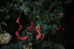 Pithecellobium unguis-cati