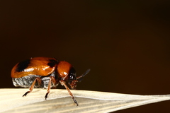 Clytra novempunctata