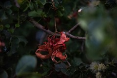 Pithecellobium unguis-cati