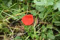 Sarcoscypha austriaca