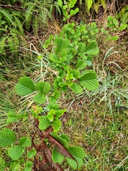 Rubus ellipticus