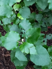 Pericallis appendiculata image