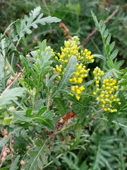 Gonospermum fruticosum