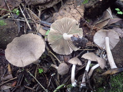 Coprinopsis melanthina