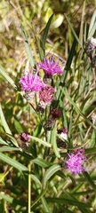 Lessingianthus rubricaulis