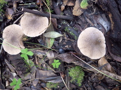Coprinopsis melanthina