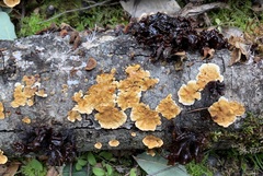 Phaeotremella frondosa