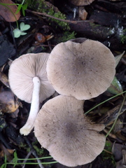 Coprinopsis melanthina
