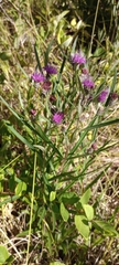 Lessingianthus rubricaulis