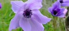 Anemone coronaria