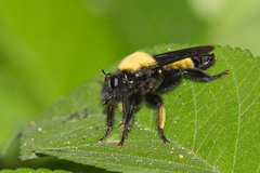 Laphria macquarti