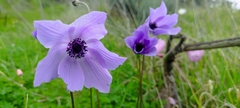 Anemone coronaria