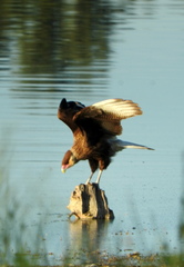Caracara plancus