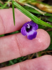 Torenia asiatica