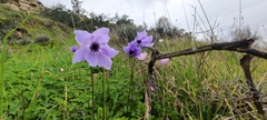 Anemone coronaria