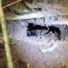 Megaphobema mesomelas