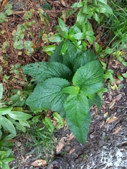 Scrophularia smithii