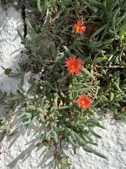 Malephora crocea