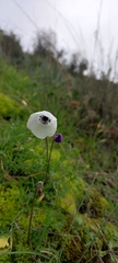Anemone coronaria
