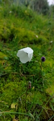 Anemone coronaria
