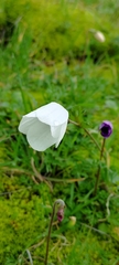 Anemone coronaria