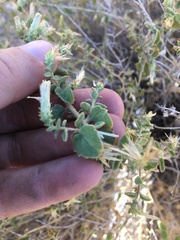 Brickellia microphylla