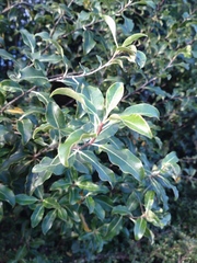 Pittosporum