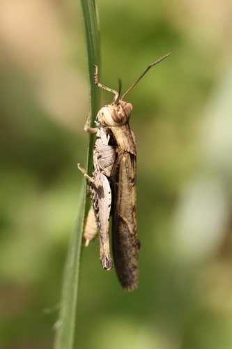 Morphacris fasciata