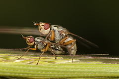 Dorycera judea