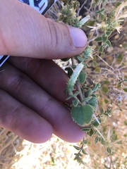Brickellia microphylla