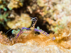 Ancylomenes pedersoni