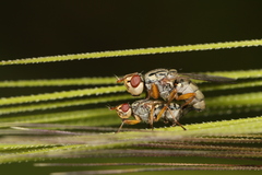 Dorycera judea