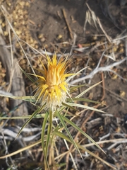 Doniophyton anomalum