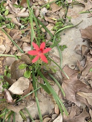 Freesia laxa