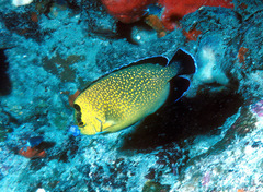 Apolemichthys xanthopunctatus