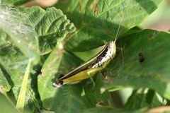 Oxya hyla