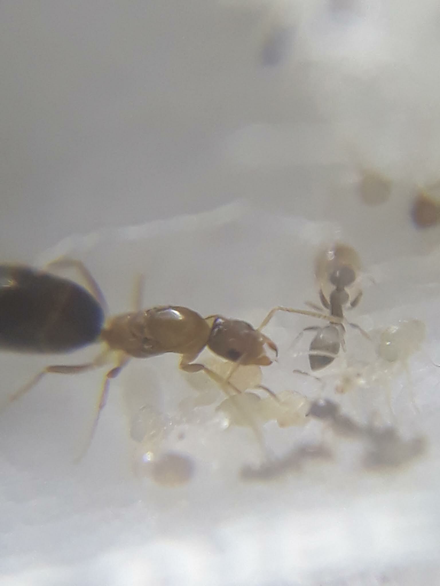 Tapinoma himalaicum