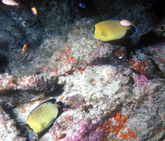 Apolemichthys xanthopunctatus