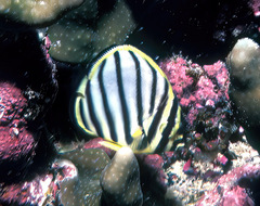 Chaetodon meyeri
