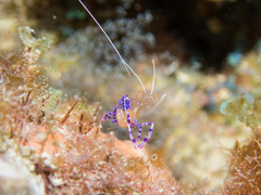 Ancylomenes pedersoni