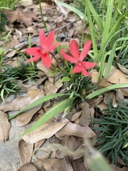 Freesia laxa