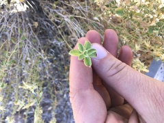 Brickellia microphylla