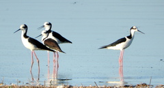 Himantopus mexicanus