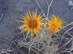 Doniophyton anomalum