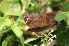 Junonia natalica natalica
