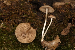 Psathyrella sulcatotuberculosa